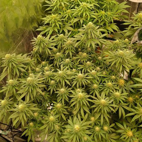 Bruce Banner #5 growlog timeline photo