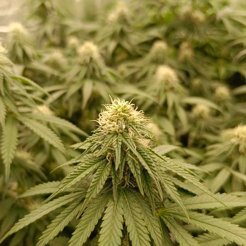 Bruce Banner #5 growlog timeline photo