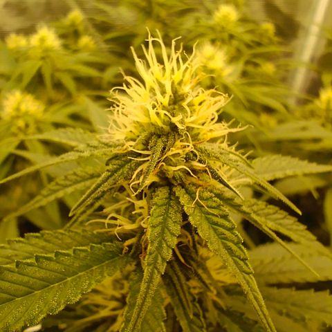 Mimosa x Orange Punch #1 growlog timeline photo