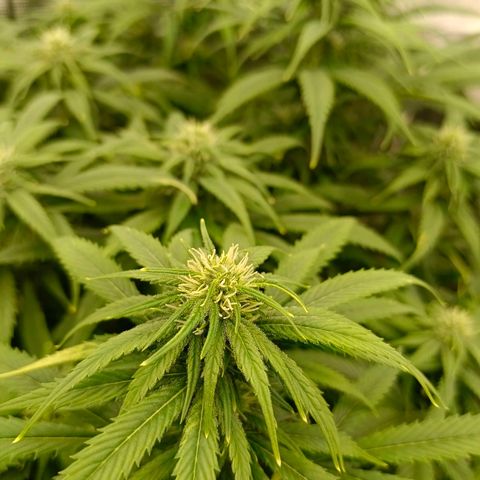 Special Skunk - Bulk seed bank growlog timeline photo