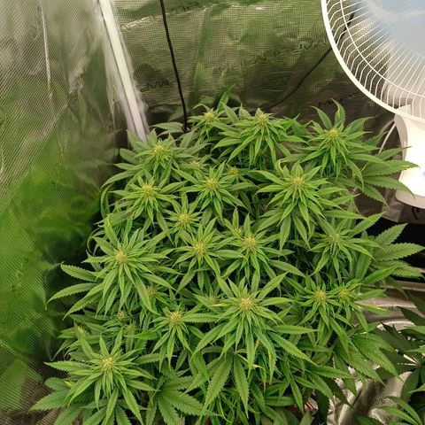 Special Skunk - Bulk seed bank growlog timeline photo