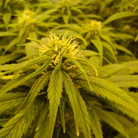 Special Skunk - Bulk seed bank growlog timeline photo
