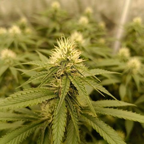 Mimosa x Orange Punch #1 growlog timeline photo