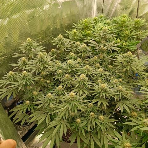 Bruce Banner #5 growlog timeline photo