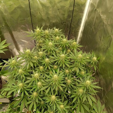 Mimosa x Orange Punch #1 growlog timeline photo