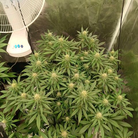 Mimosa x Orange Punch #1 growlog timeline photo