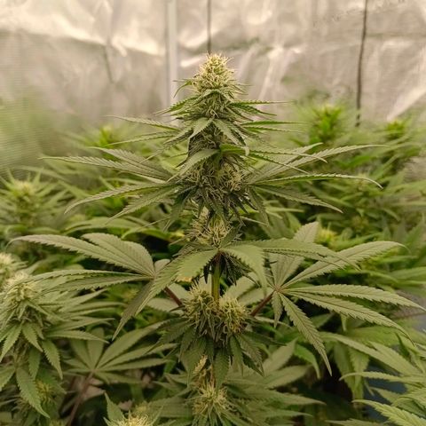 Bruce Banner #5 growlog timeline photo