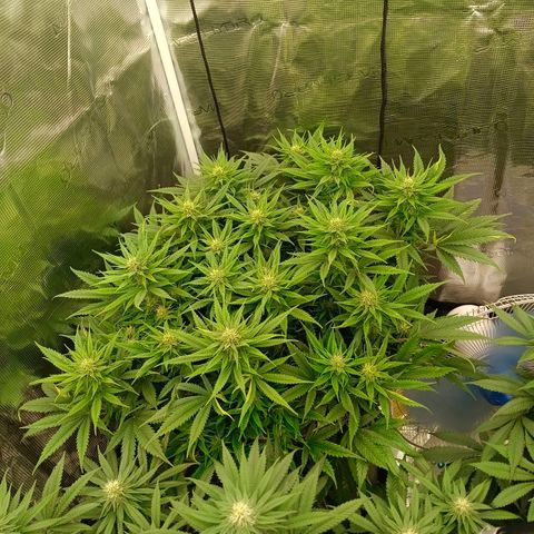 Special Skunk - Bulk seed bank growlog timeline photo