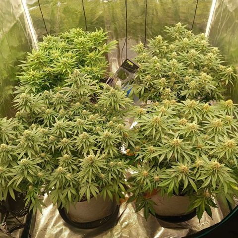Bruce Banner #5 growlog timeline photo
