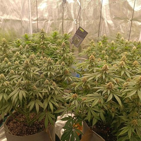 Bruce Banner #5 growlog timeline photo