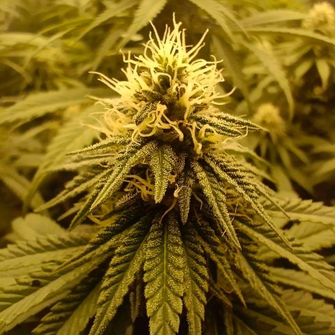 Bruce Banner #5 growlog timeline photo
