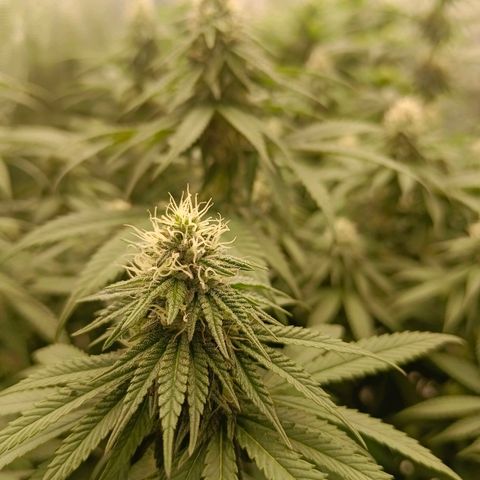 Bruce Banner #5 growlog timeline photo