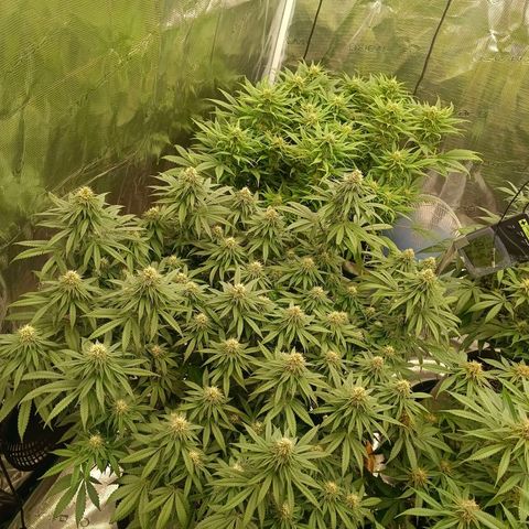 Bruce Banner #5 growlog timeline photo