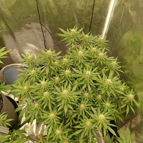 Mimosa x Orange Punch #1 growlog timeline photo