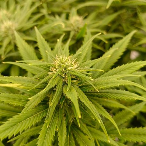Special Skunk - Bulk seed bank growlog timeline photo