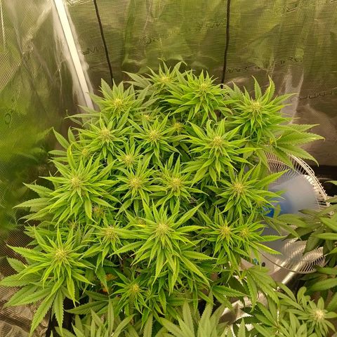 Special Skunk - Bulk seed bank growlog timeline photo