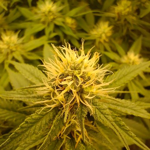 Mimosa x Orange Punch #1 growlog timeline photo