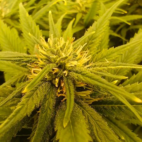 Special Skunk - Bulk seed bank growlog timeline photo