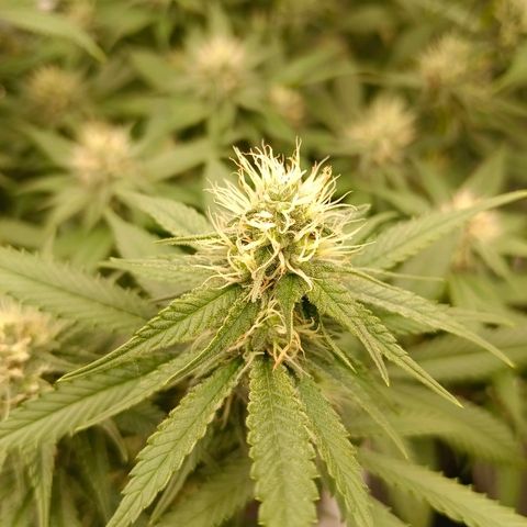 Mimosa x Orange Punch #1 growlog timeline photo
