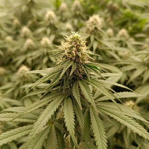 Bruce Banner #5 growlog timeline photo