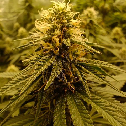 Bruce Banner #5 growlog timeline photo