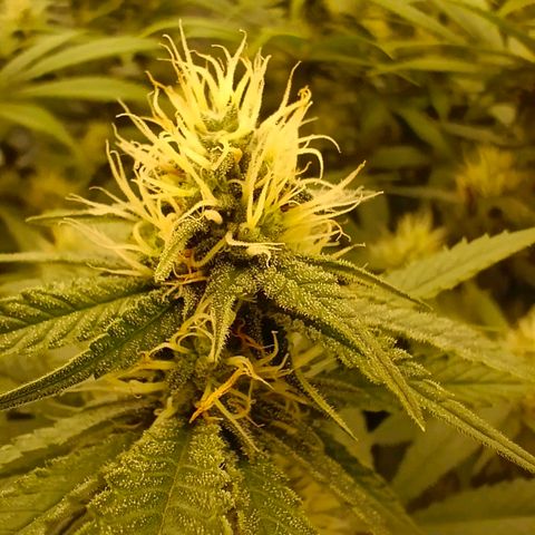 Mimosa x Orange Punch #1 growlog timeline photo