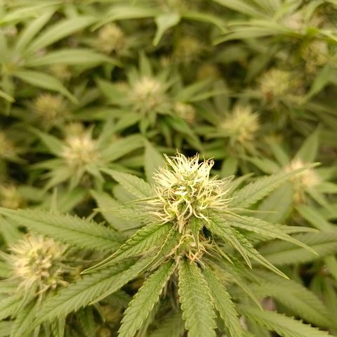 Mimosa x Orange Punch #1 growlog timeline photo