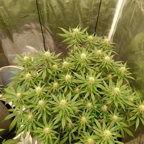 Mimosa x Orange Punch #1 growlog timeline photo