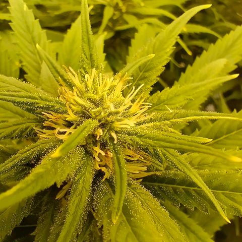 Special Skunk - Bulk seed bank growlog timeline photo