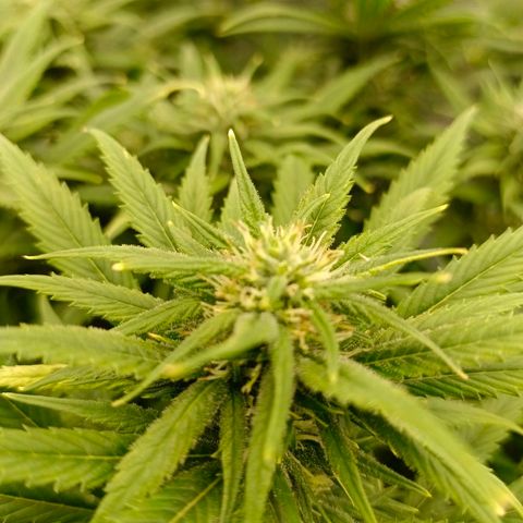 Special Skunk - Bulk seed bank growlog timeline photo