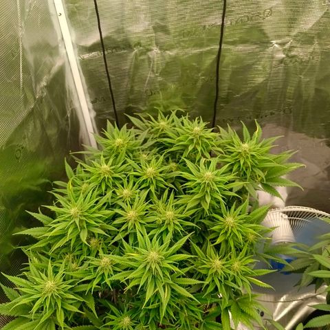 Special Skunk - Bulk seed bank growlog timeline photo