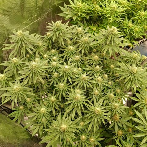 Bruce Banner #5 growlog timeline photo