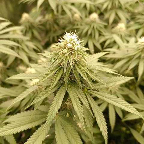 Bruce Banner #5 growlog timeline photo