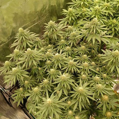 Bruce Banner #5 growlog timeline photo