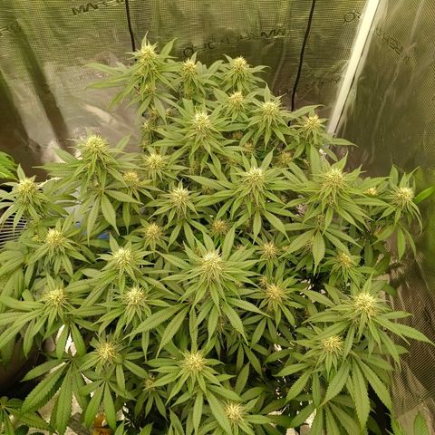 Mimosa x Orange Punch #1 growlog timeline photo