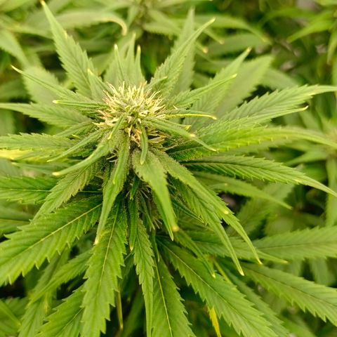 Special Skunk - Bulk seed bank growlog timeline photo