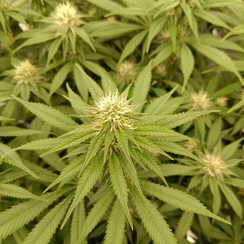 Mimosa x Orange Punch #1 growlog timeline photo