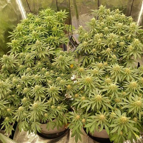 Bruce Banner #5 growlog timeline photo