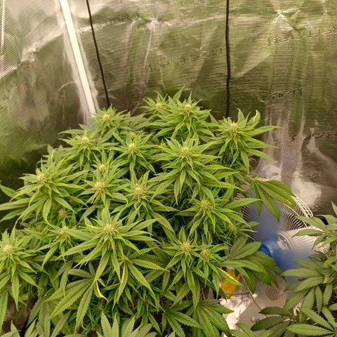 Special Skunk - Bulk seed bank growlog timeline photo