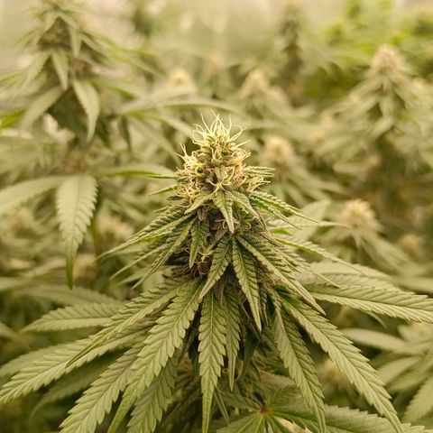Bruce Banner #5 growlog timeline photo