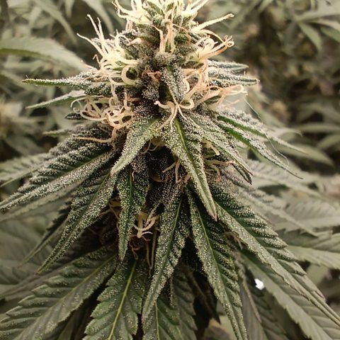 Bruce Banner #5 growlog timeline photo