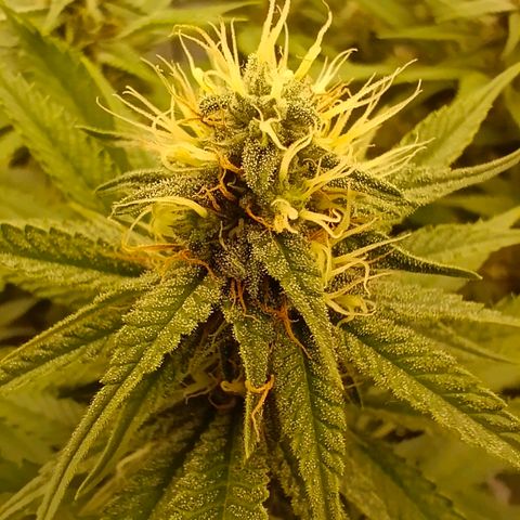 Mimosa x Orange Punch #1 growlog timeline photo