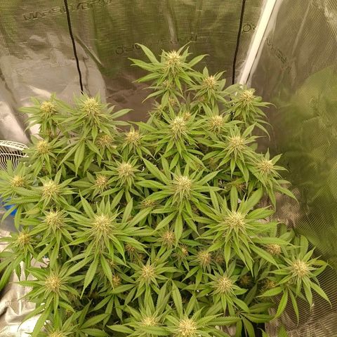 Mimosa x Orange Punch #1 growlog timeline photo