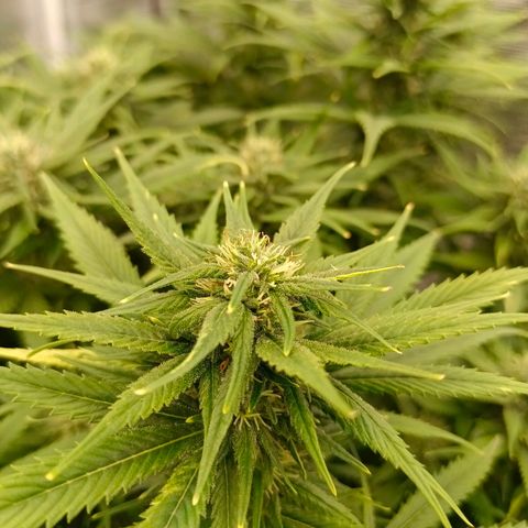 Special Skunk - Bulk seed bank growlog timeline photo