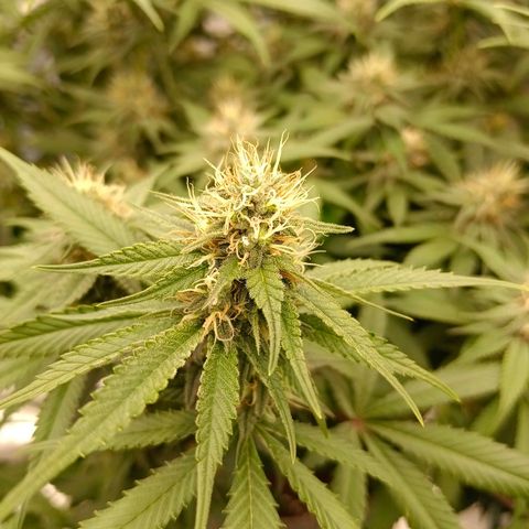 Mimosa x Orange Punch #1 growlog timeline photo
