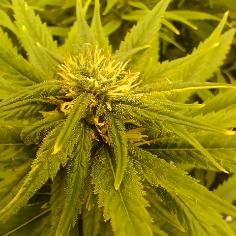 Special Skunk - Bulk seed bank growlog timeline photo
