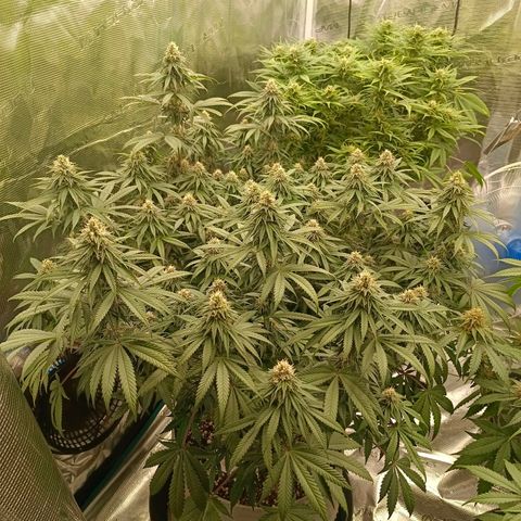 Bruce Banner #5 growlog timeline photo