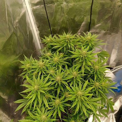 Special Skunk - Bulk seed bank growlog timeline photo