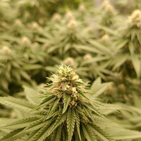 Bruce Banner #5 growlog timeline photo