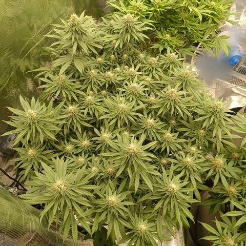 Bruce Banner #5 growlog timeline photo